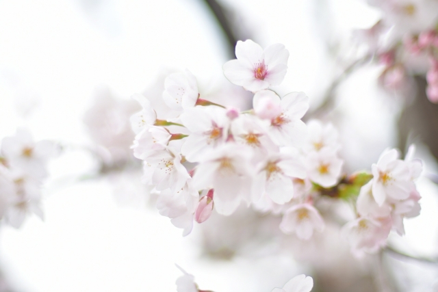 橋本市－（市の木　さくら）さくらの花､桜の花